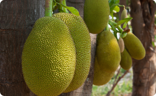 Add green unripe jackfruit flour to your daily meal plan, it may help control Type 2 diabetes.