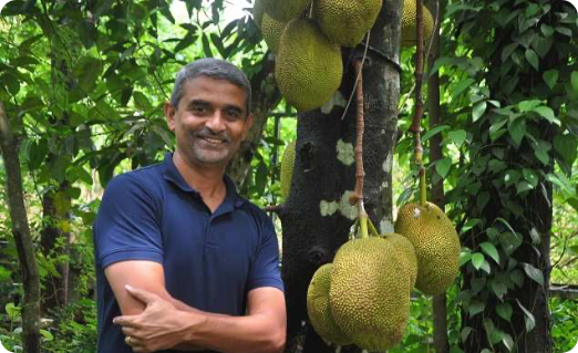 Jackfruit flour, a new weapon to fight diabetes.
